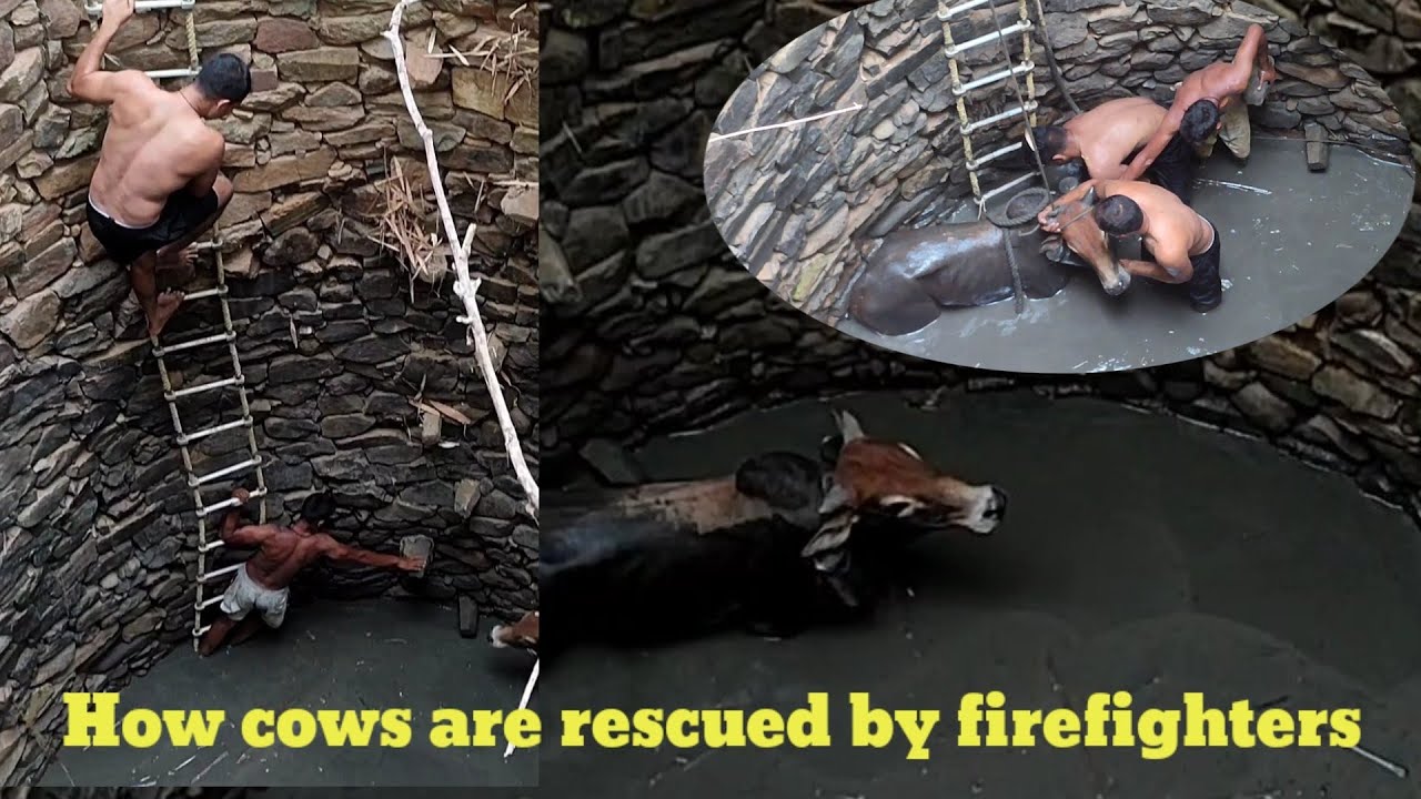 How cows are rescued by firefighters ❤️❤️ #indianfirefighter #police #rescue #odisha