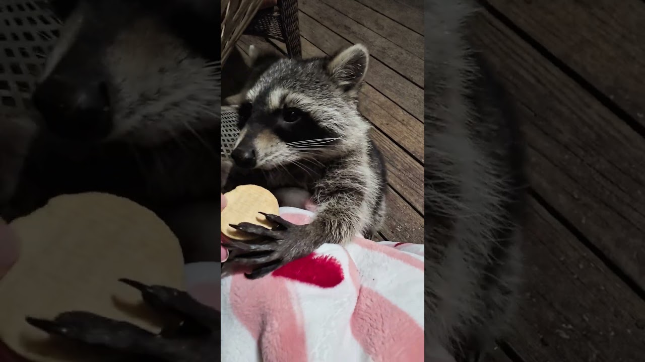 Monday January 19th cat the raccoon