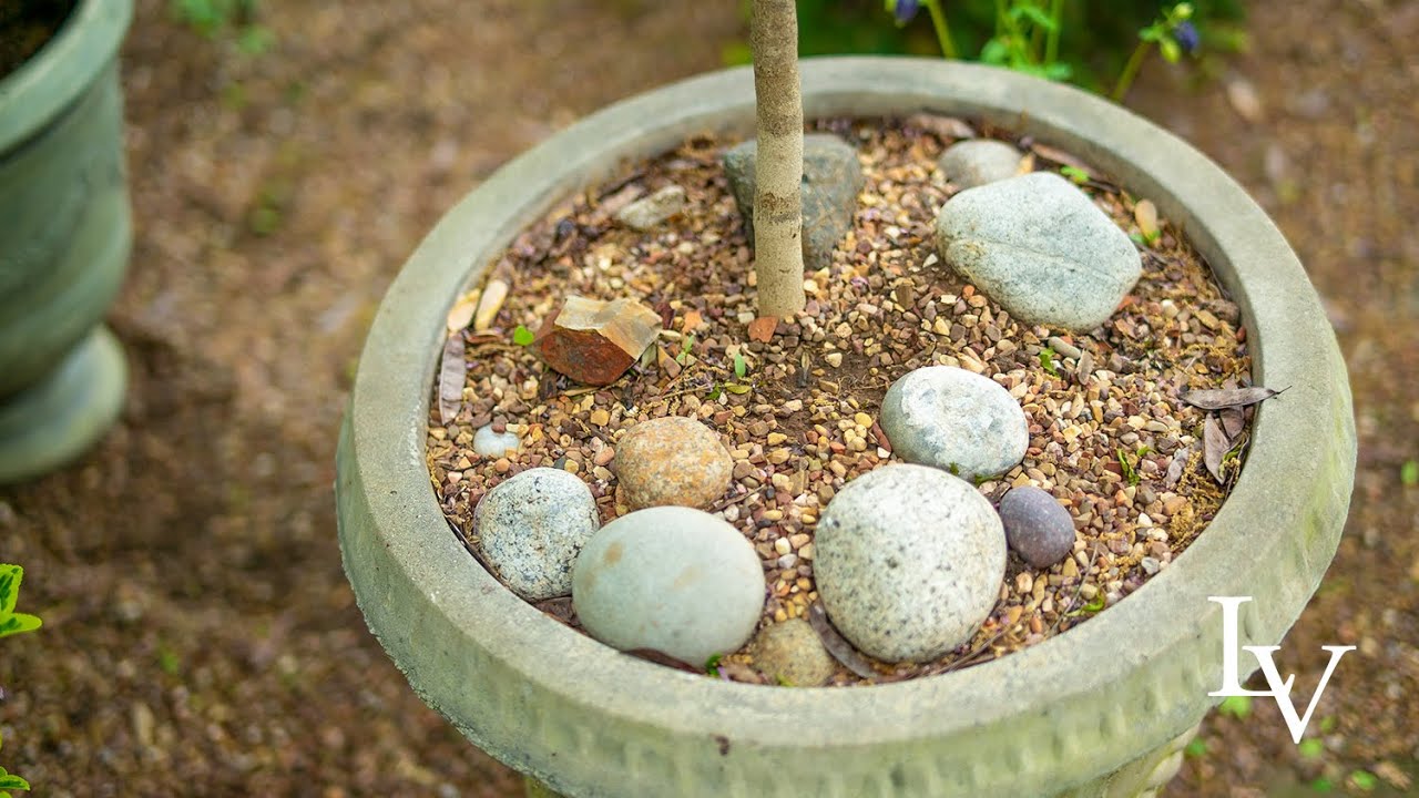 Garden Tour: How and Why I Use Gravel to Mulch My Containers and Pots // Linda Vater