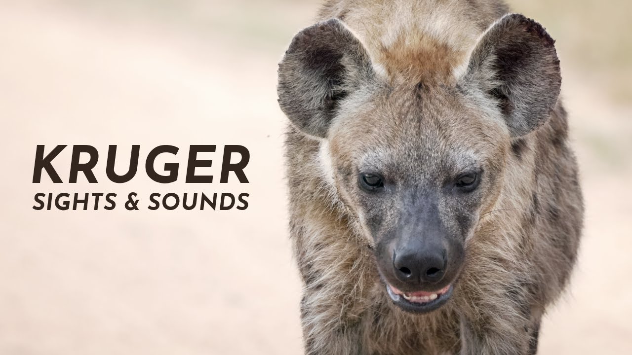 Nature Therapy: Kruger National Park | Maroela & Satara (4K)