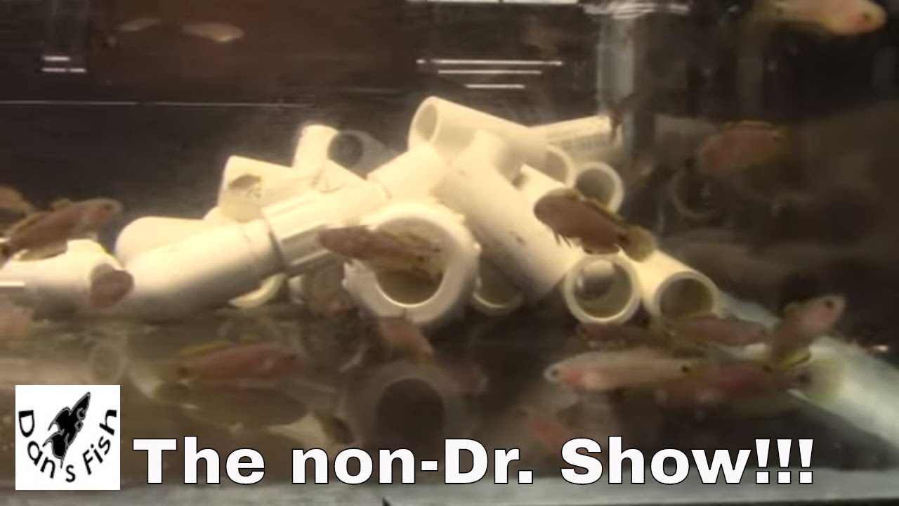 Day 4: Medicating Newly Imported Fish