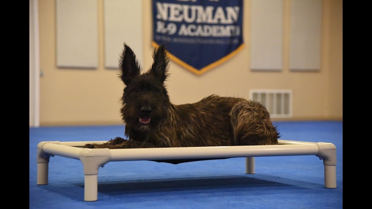 Violet (Berger Picard) Puppy Camp Dog Training Video Demonstration