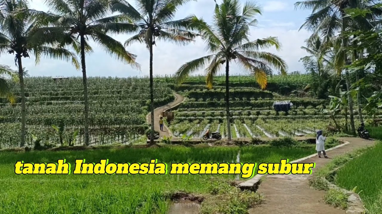 PERTANIAN DI WILAYAH KEC. SELOMERTO SUBUR!!!