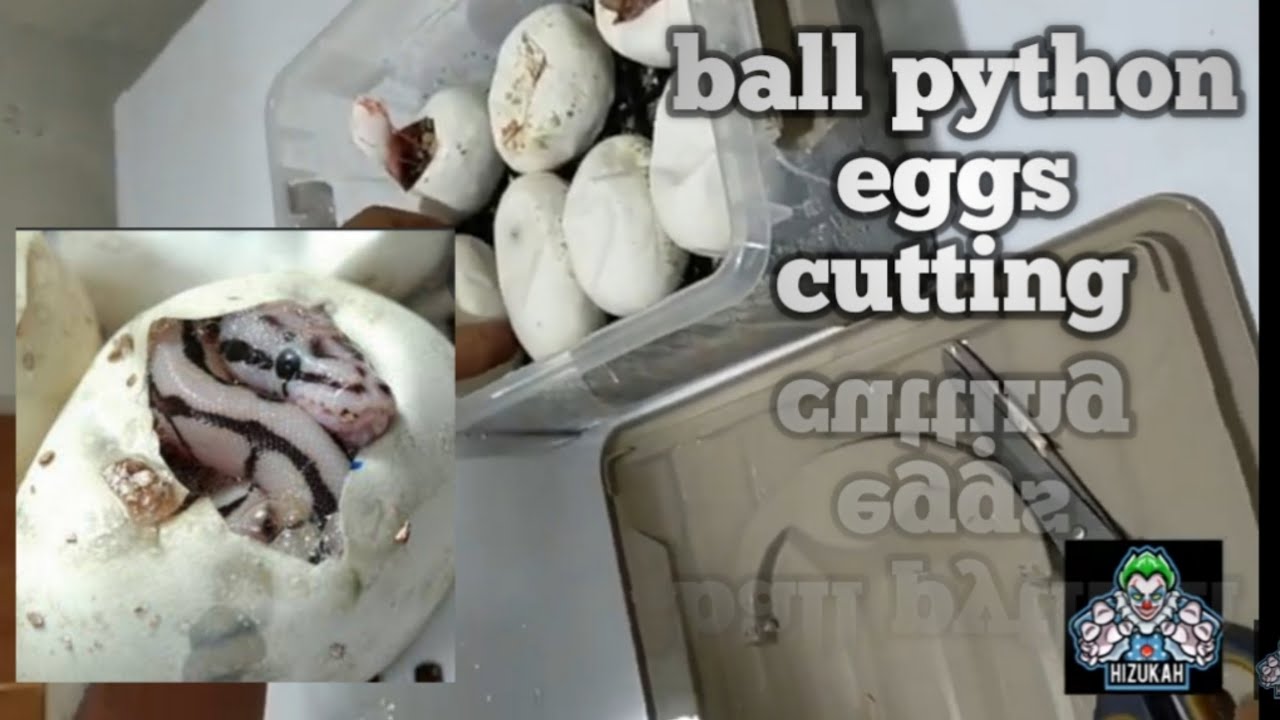 ball python eggs cutting #ball python #egg cutting #ball python keeper