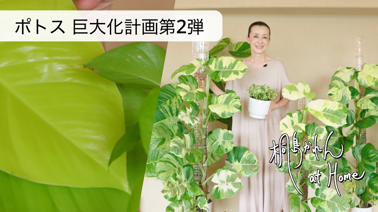 ポトス巨大化計画 第2弾