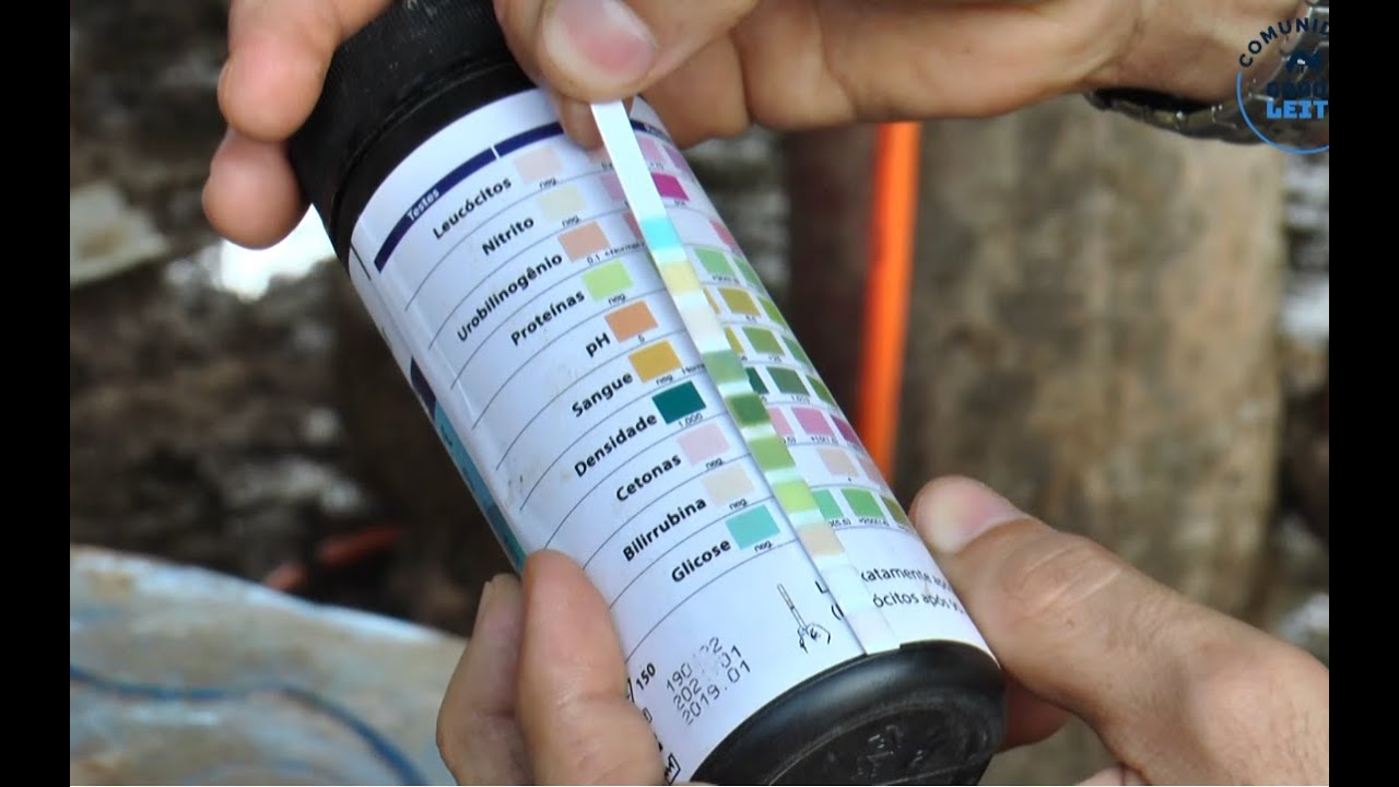 Gado de Leite: Como medir o PH da Urina da Vaca
