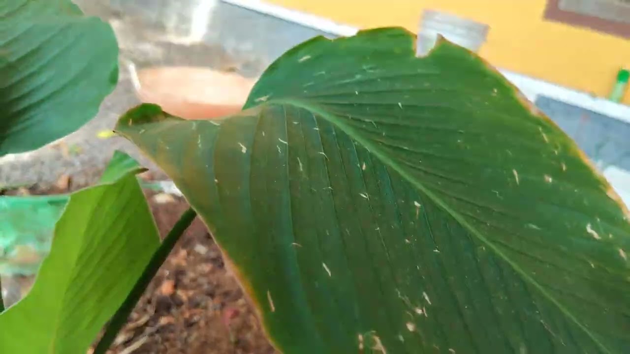 ഉത്സവം പിന്നെ കരിക്കില ഇനി കളയണ്ട ചെടികൾ നടാൻ ഇങ്ങനെ ചെയ്തു നോക്കു 