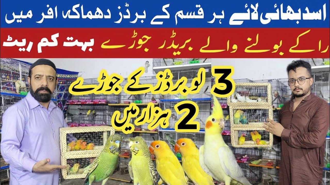 Asad bhai ki sab se sasti deals | love birds business
