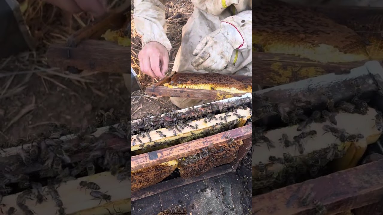اصلاح خلية قامة ببناء شمع عشوائي