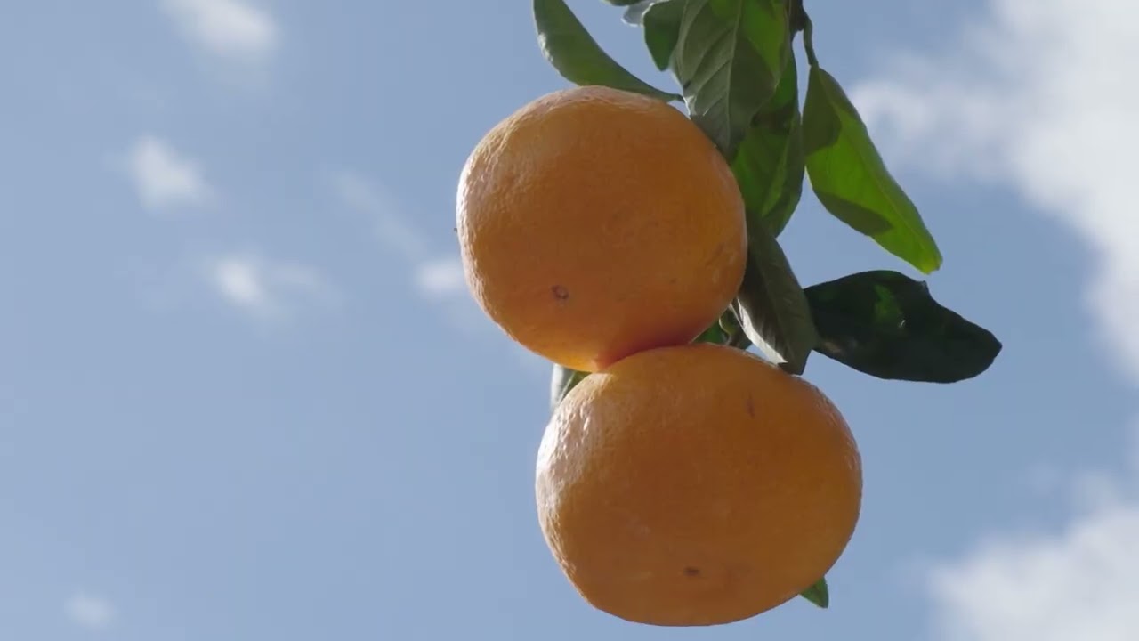 Japonya'nın en lezzetli narenciyesi