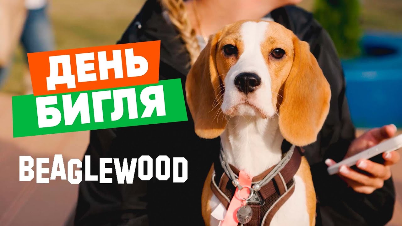 День Бигля