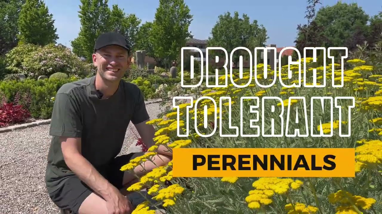 6 Drought-Tolerant Perennials (for any garden) | Perennial Garden