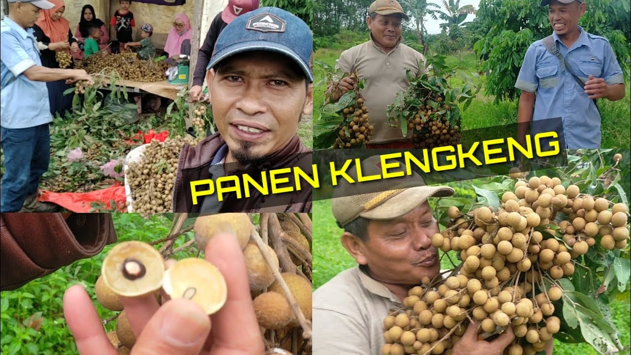 Panen klengkeng super berbuah lebat@kopiinspirasi8193