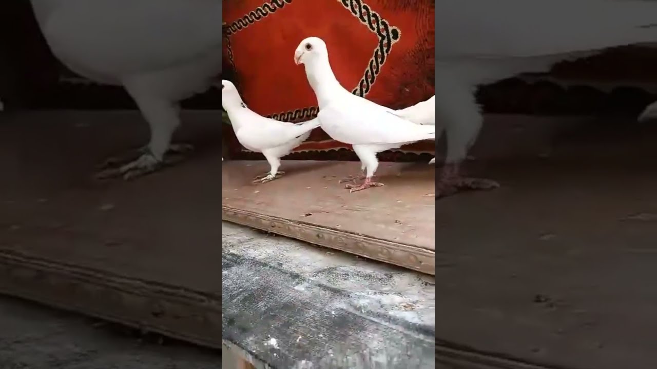 طيور الشام.