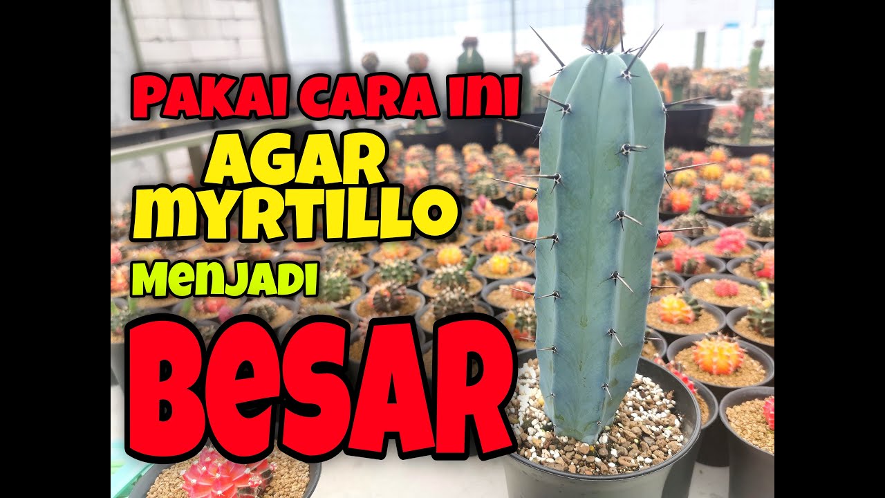 KAKTUS MYRTILLO SI ROOTSTOCK PREMIUM