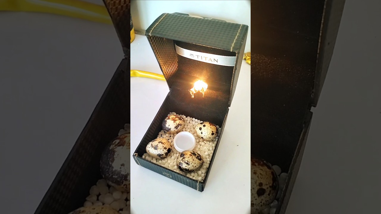 #incubator how to make an incubator#experiment #diy#chicken#youtube#shortsvideo #egg #hatching
