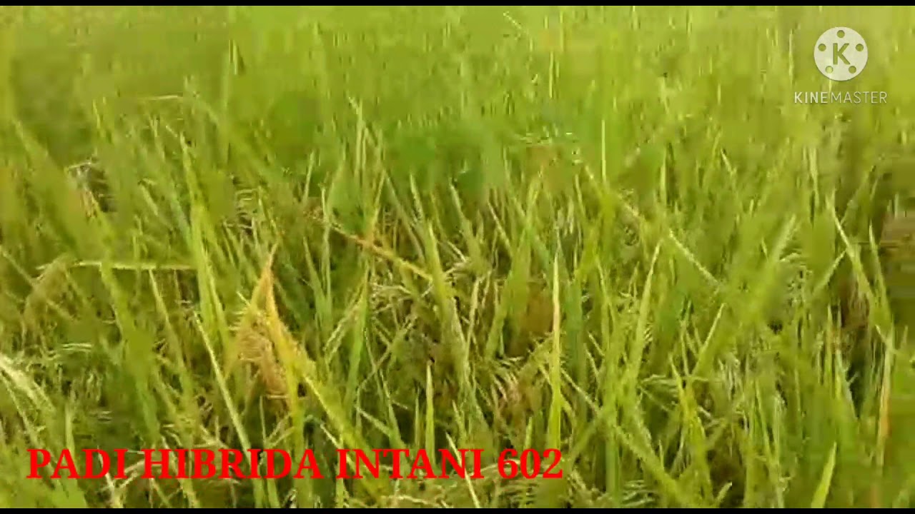 SUKSES TANAM PADI HIBRIDA INTANI 602