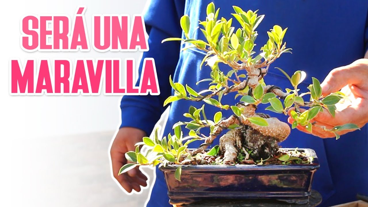 Ficus en roca shohin - Diseñando la primera mitad