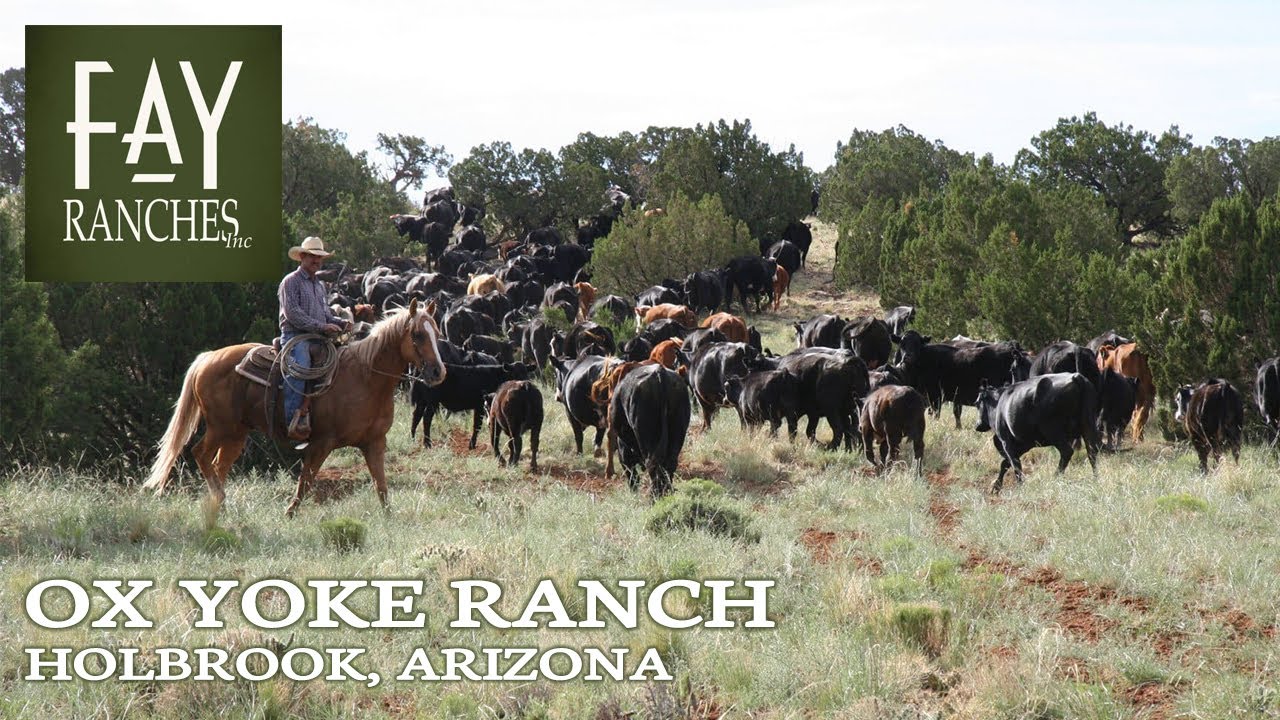 SOLD | Arizona Ranch For Sale | Ox Yoke Ranch | Holbrook, Arizona