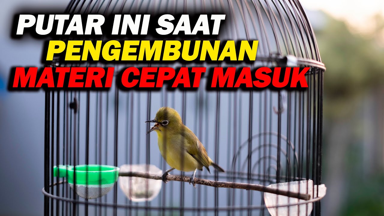 PUTAR INI SAAT PENGEMBUNAN , DIJAMIN CEPAT GACOR, PANCINGAN PLECI NEMBAK