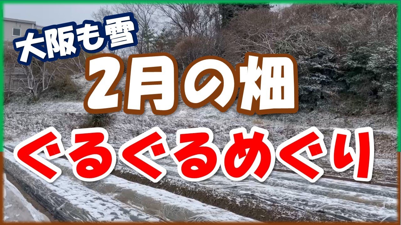 大阪も雪が降りました！2月の畑ぐるぐるめぐり！