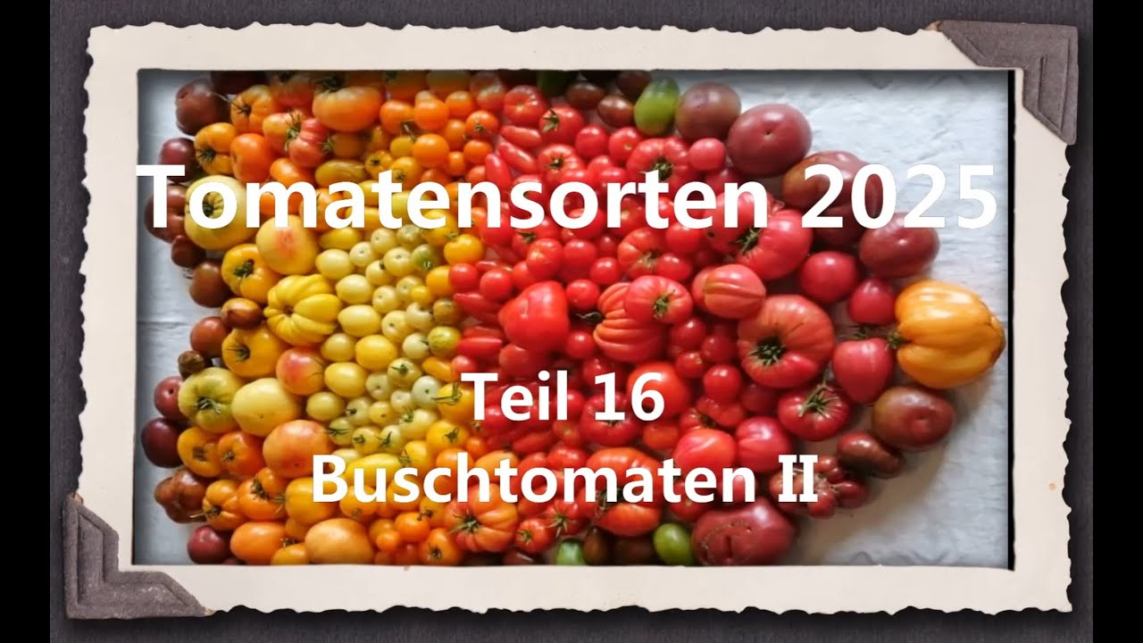 Tomatensorten 2025 Teil 16 - Buschtomaten II