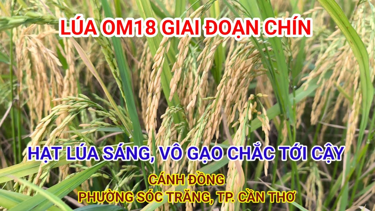LÚA OM18 VỤ ĐÔNG XUÂN TẠI KHU VỰC 17 PHƯỜNG SÓC TRĂNG LÚA ĐẸP HẠT SÁNG 