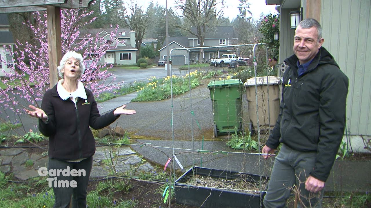 Building an Espalier Trellis
