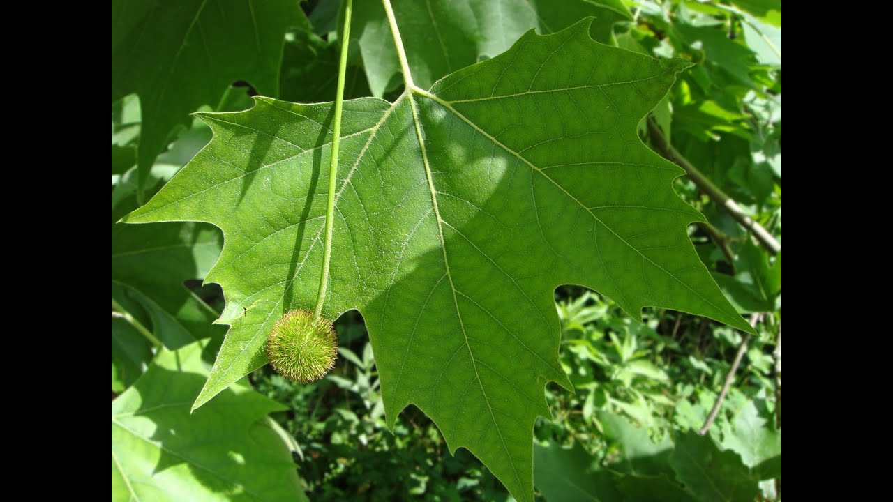 Выращивание платана из семян (1 часть)