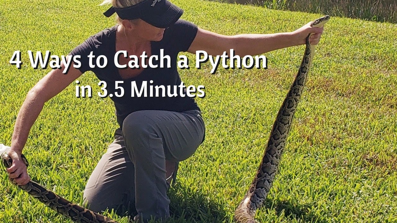 4 ways to catch a python in 3.5 mins