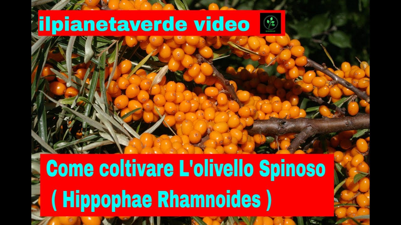 Come coltivare l'Olivello Spinoso ( Hippophae Rhamnoides )