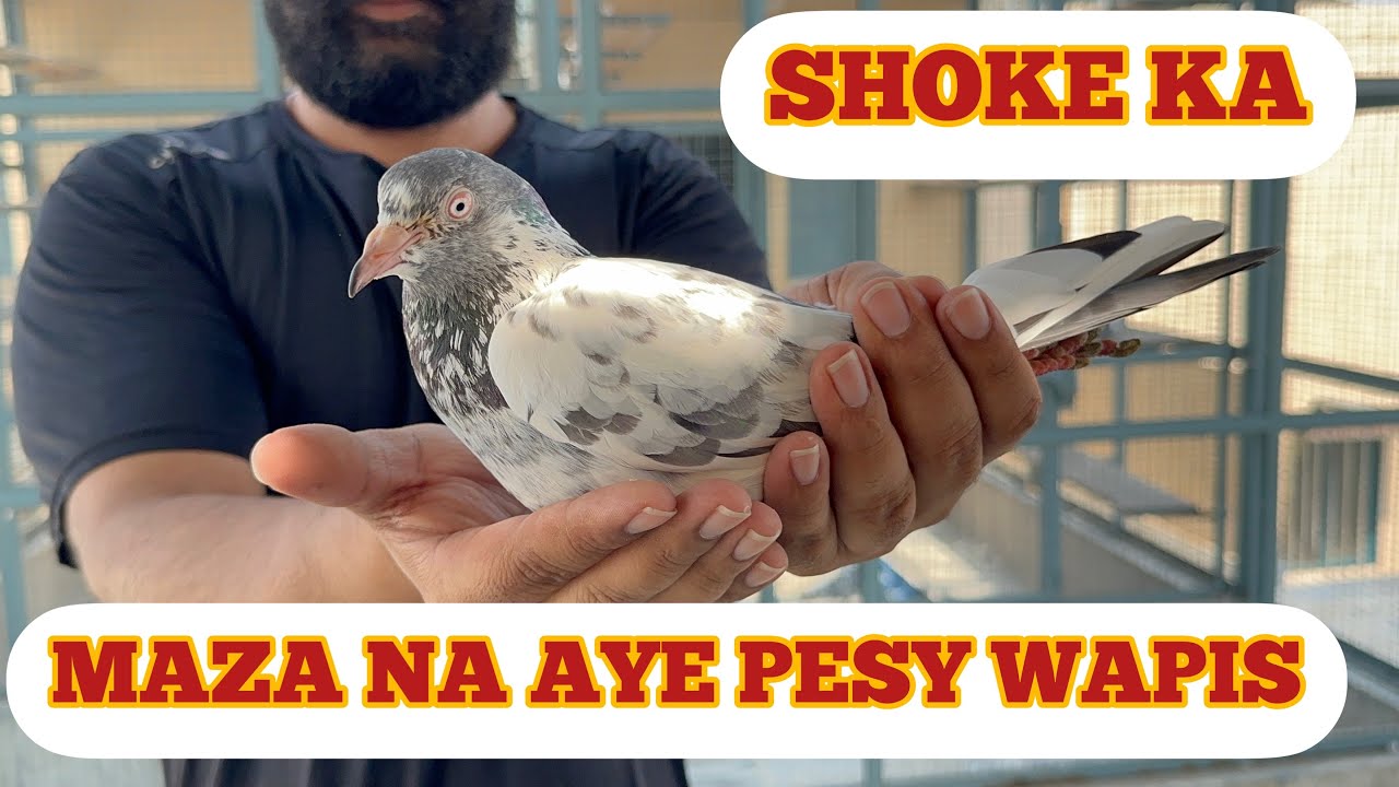 AJ SHOKE ALMARI ||WALY PAIR KA SHOKE MAZA NA ||AYE PESY WAPIS SHOKE KARIN LIKE ND SHARE OR RAI DEIN