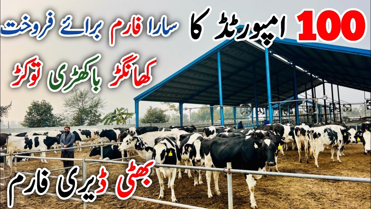 Bhatti Dairy Farm | 100+ milking imported Cows | Khanger cows | Top 100 cows