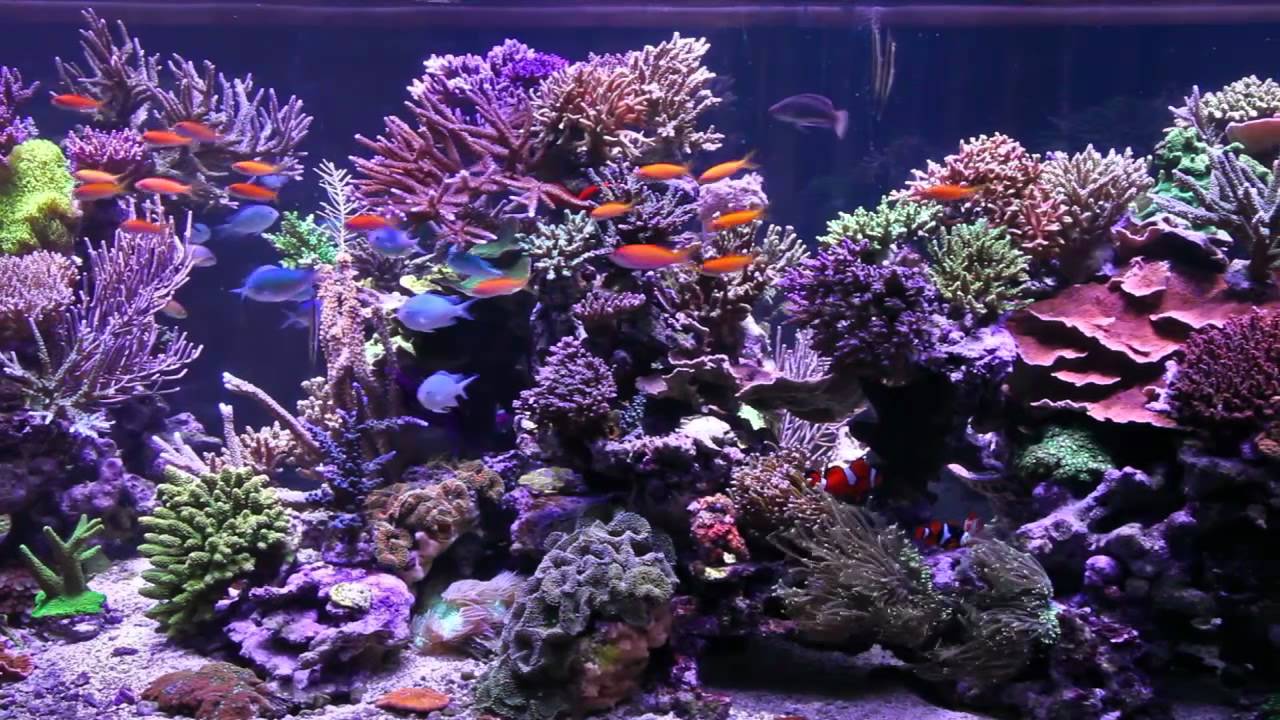 Peter's Fish Tank - Episode 1 - 1350 Gallon Tank Overview