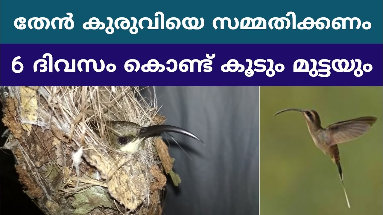 തേൻകുരുവിയുടെ കൂട് നിർമ്മാണം /  Hummingbird