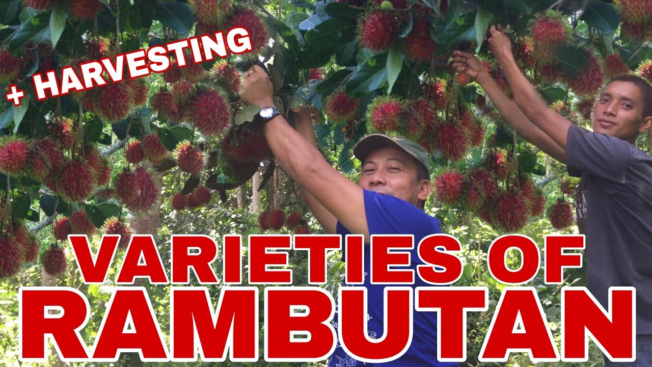 VARIETIES OF RAMBUTAN (REGULAR, HERON & MAHARLIKA) + HARVESTING | Biyaherong Batangueno