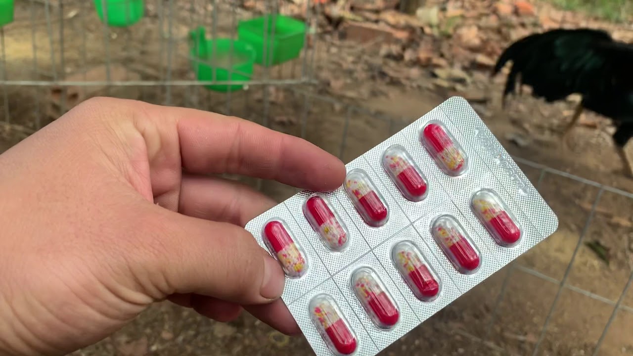 CÁCH TRỊ BỆNH KHÒ KHÈ SỔ MŨI Ở GÀ ĐÁ- ANH EM THAM KHẢO!