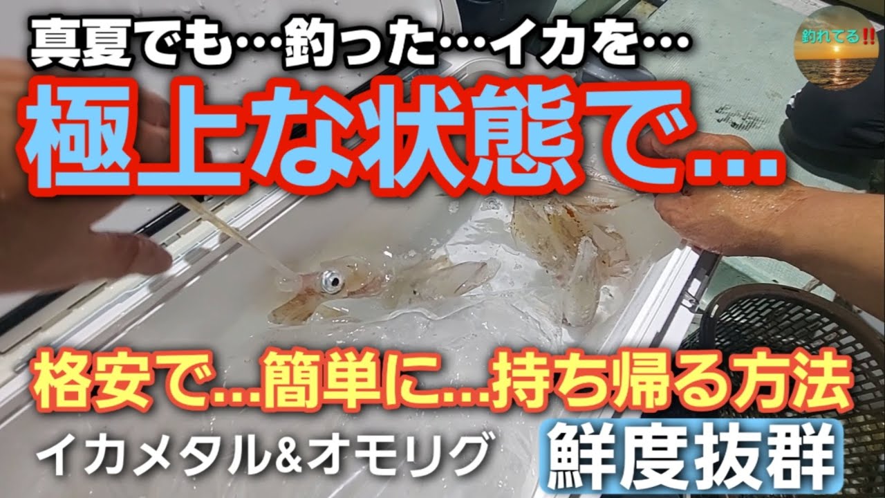 【初心者必見】真夏に釣ったイカを極上な状態で…‼️格安で簡単に持ち帰る方法…‼️【イカメタル&オモリグ】剣先イカ