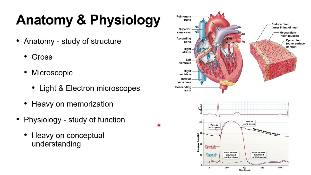 A&P 1   Chapter 1 Lecture Video   Dr  Snyder