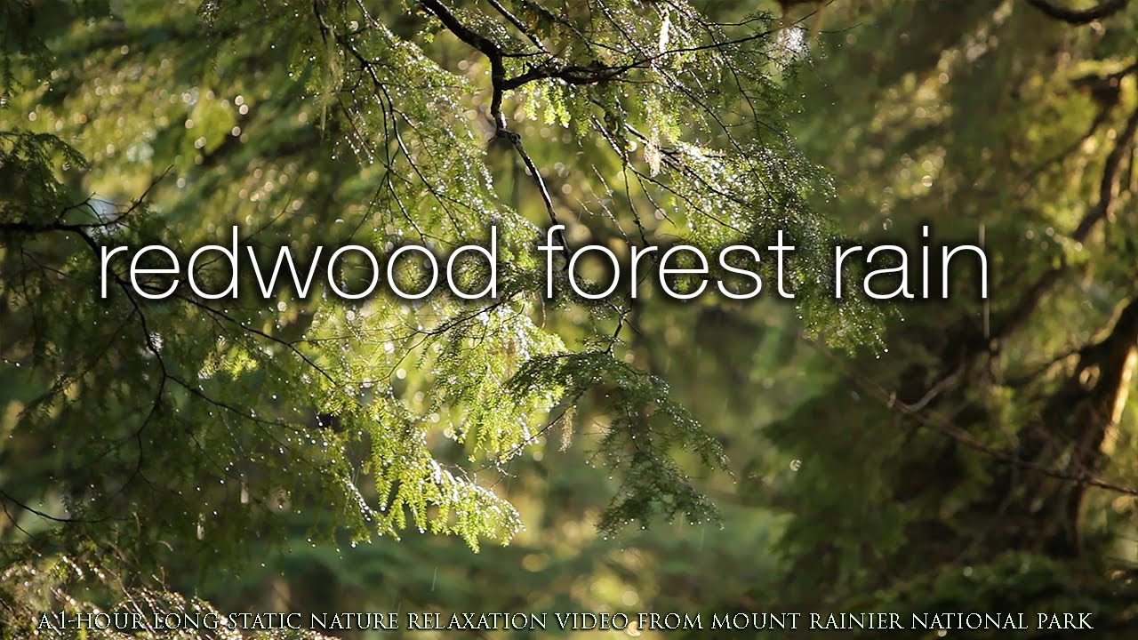 REDWOOD FOREST RAIN 2 HR Screensaver | Nature Relaxation™ HD Scene from Mount Rainier
