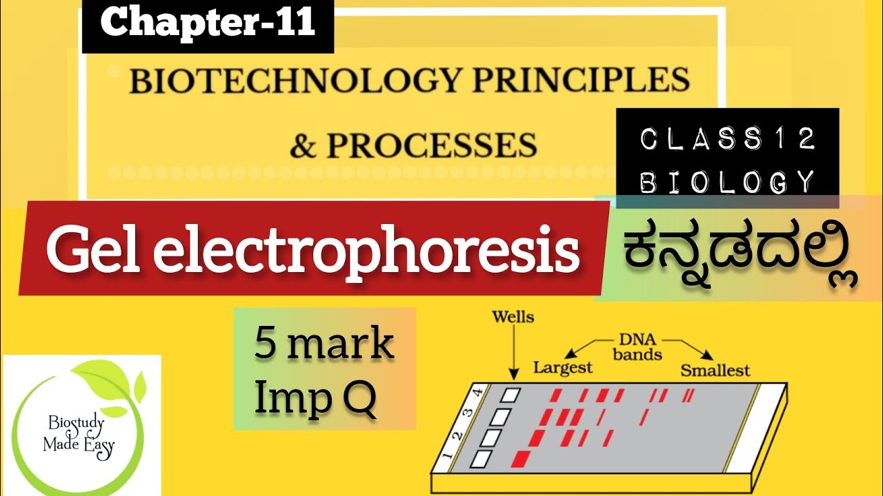 Class12 GEL ELECTROPHORESIS Biotechnology principles & Processes ಕನ್ನಡದಲ್ಲಿ|NEET @biostudymadeeasy​