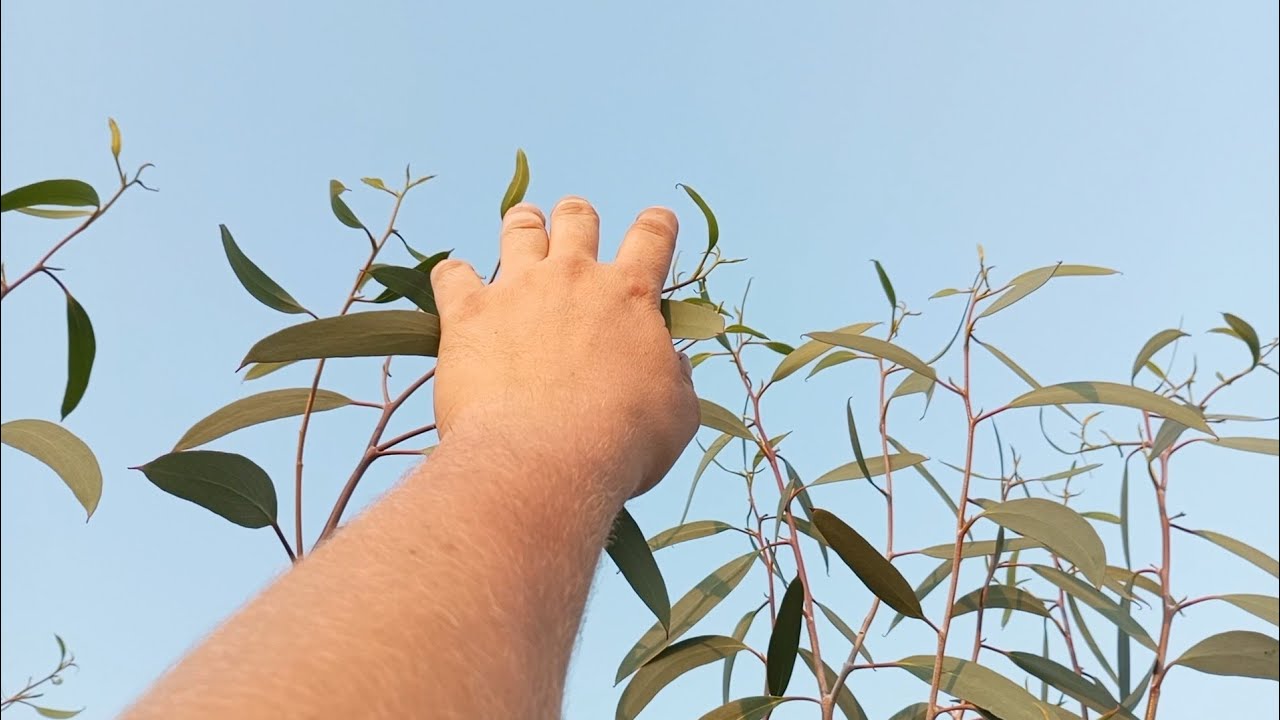 (318) Eukaliptusy na działce - stan na początek jesieni 🌿🐨👍😉