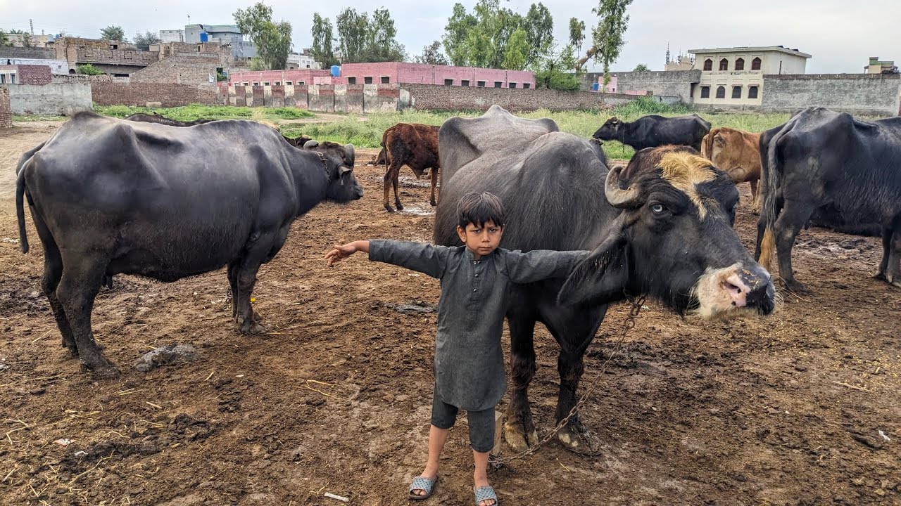 Buffalo farming | buffalo video | doctor vlog 