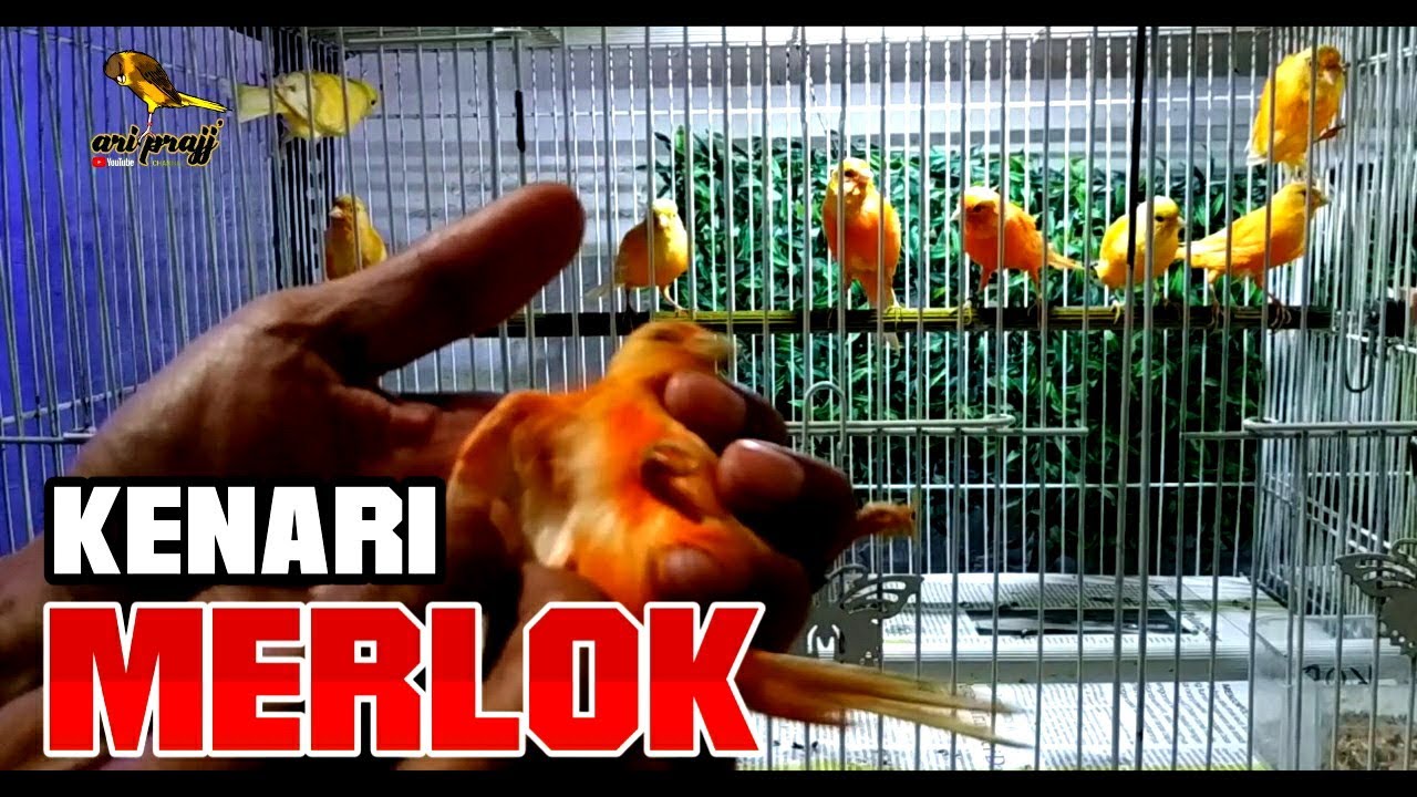 Ciri Ciri Kenari Merlok  Wajib Paham || Kenari Merah Lokal