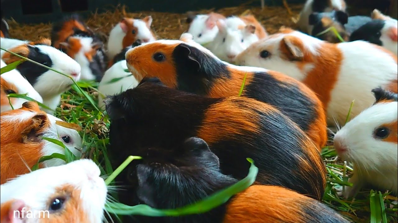 Cute Guinea pig eating ASMR, fat guinea pig family eating fresh grass, cute pets 