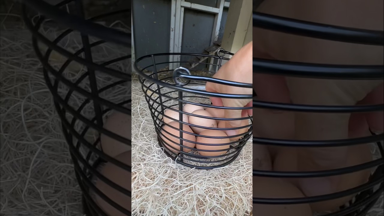 HOW MANY EGGS? | Collecting eggs after being away | July 2024 | #Backyardchickens