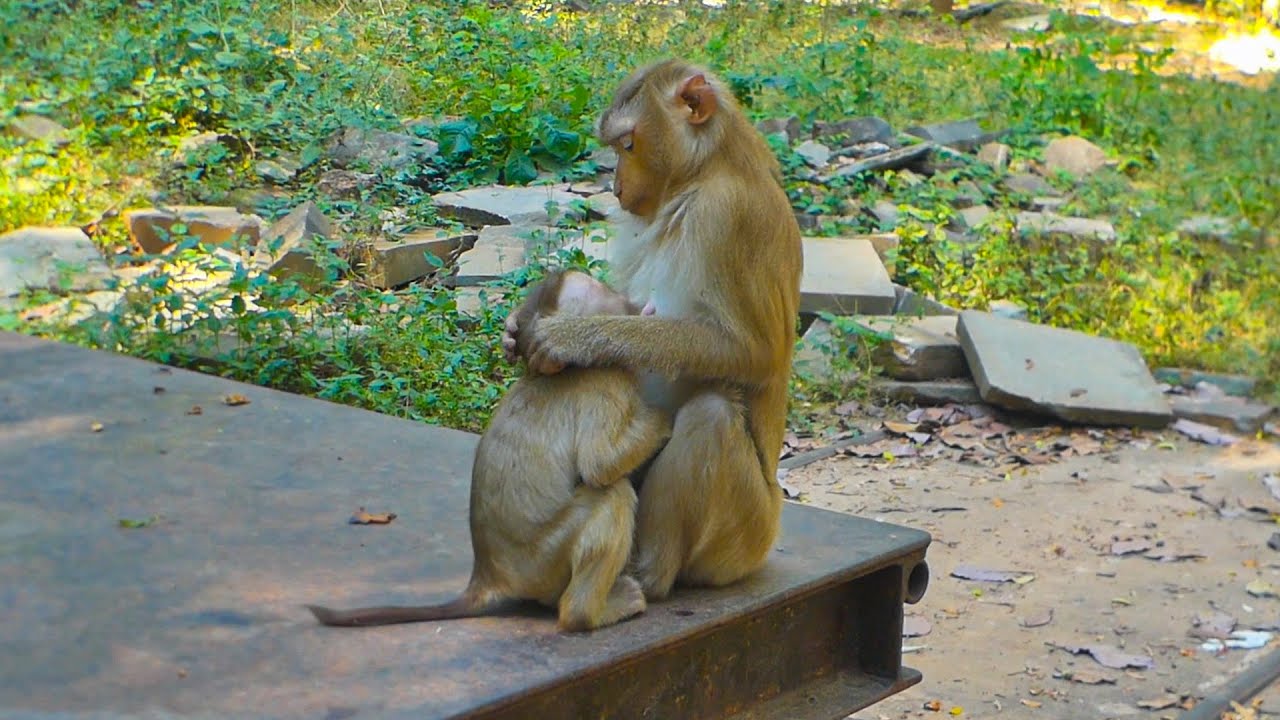 Heartwarming moment Lilo asking Mama Lila some milk | Lila & Linda family