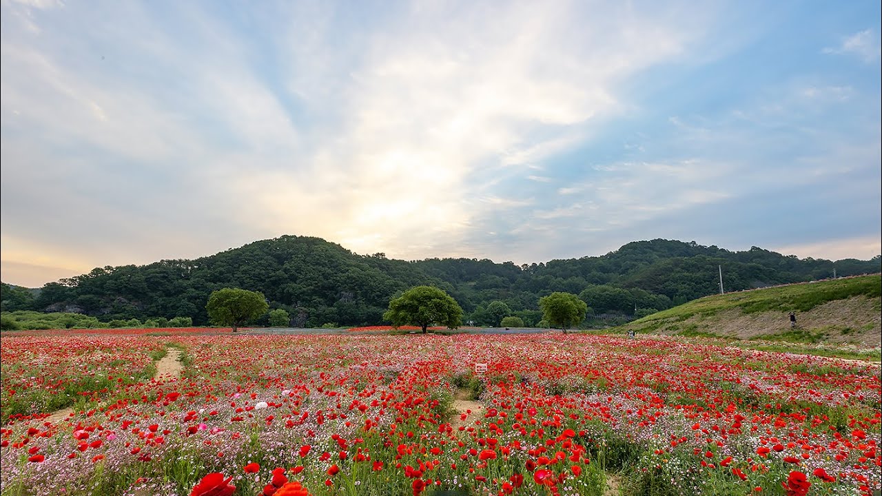 악양 둑방 꽃잔치