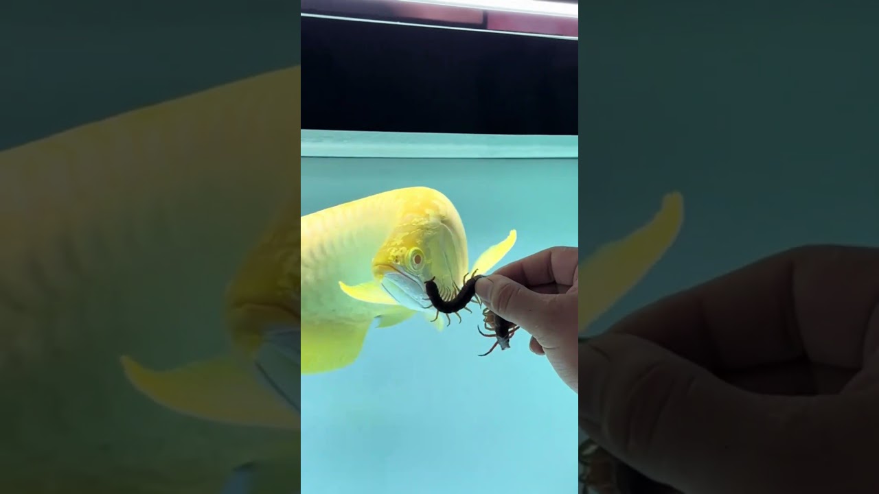 C&aacute; rồng v&agrave;ng khi ăn