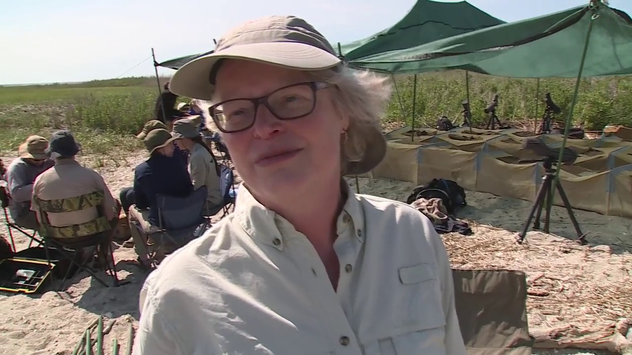Feast on the Beach: The Delaware Bay Horseshoe Crab Shorebird Connection